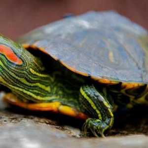 De ce țestoasele cu ureche roșie sclipesc: cauze și îngrijirea corespunzătoare a animalului
