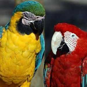 De ce pot vorbi papagalii: dezvăluirea secretelor păsărilor