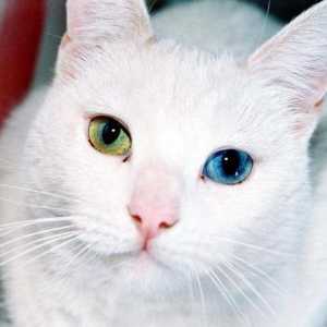 De ce sunt nascuti pisicile cu ochii diferiti?