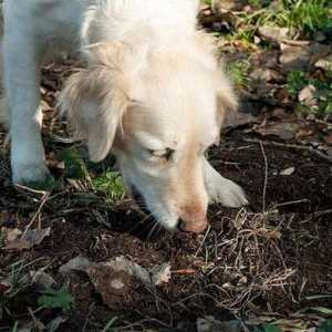 De ce câinii mănâncă pământul? Cum să facem față acestui obicei?