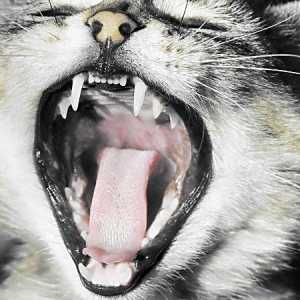 De ce pisica miroase din gură: cauzele și soluția problemei