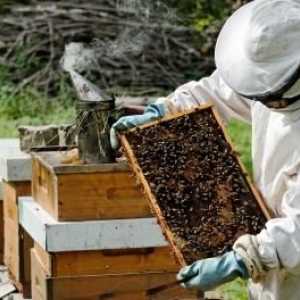 Pregătirea pentru hibernarea albinelor: calm, uscat, cald și cu uterul