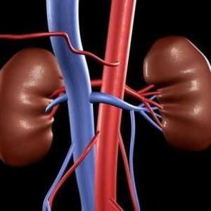 Detalii despre modul de tratare a rinichilor în diferite boli