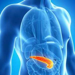 Pancreas, anatomie: funcții și boli