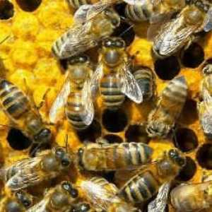 Să vorbim despre modul în care albinele se pregătesc pentru iarnă