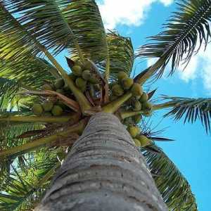 Este util zahărul de palmier și care sunt proprietățile sale speciale?