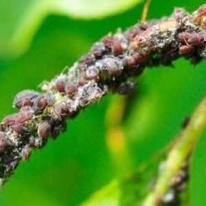 Informații utile: cum să se ocupe de afide pe prune