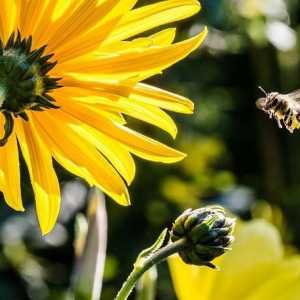 Utile pentru insecte. Ladybug, gândac, albină, dantelată. Apărătorii grădinii și grădinii