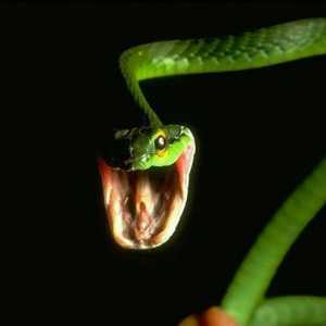 Informații utile și interesante despre șerpi