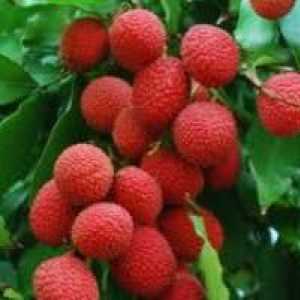 Proprietăți utile de litchi - fructe exotice din tropice