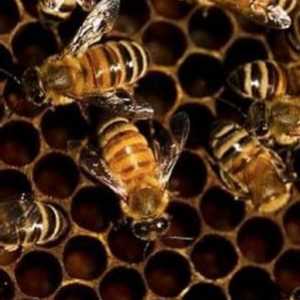 Proprietăți utile ale albinei zabrusa