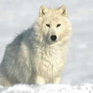 Polar lup: descriere, habitat, fotografie