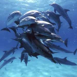 Organele sexuale ale delfinilor: descriere