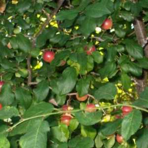 Beneficiile prunelor și a daunelor, conținutul caloric și compoziția