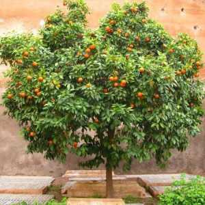 Arborele portocaliu - ce este? fotografie