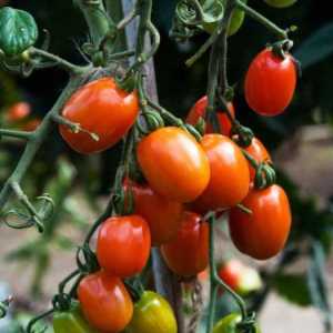 Tomato Rio Grande: descrierea soiului și cultivarea