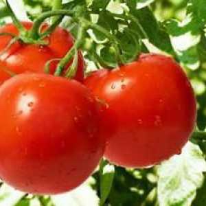 Tomatoes Gifts de Zavolzhye: fotografii, descrierea mărcii, recenzii