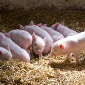 Diareea la porc: cauzele și tratamentul. Cum să hrănești purceii