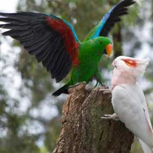 Un papagal este o pasăre exotică strălucitoare. Câte specii de papagali există în lume?
