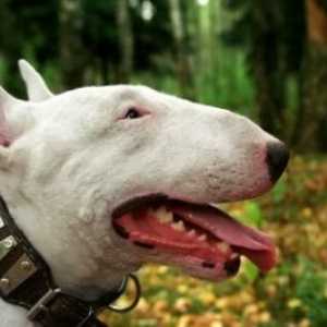 Breed Bull Terrier: comentarii. Toate pro și contra