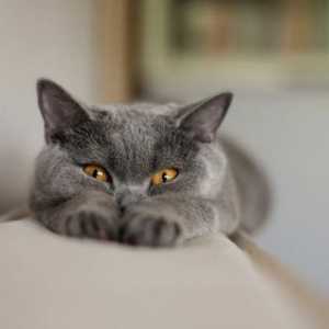 Grey rasa de pisici: nume, descriere și fotografie