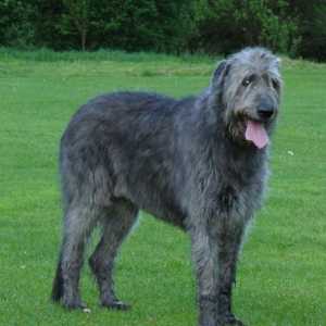 Câine de câini Irlandez Wolfhound: descriere, natură și prețul căței