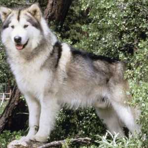 Câine de rasă Malamute: informații generale despre "ursul" din Alaska