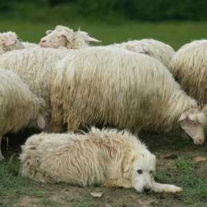 Породы собак пастушьи: список с описаниями и фото