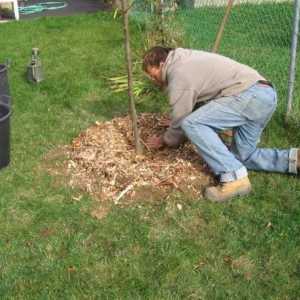 Plantarea unei pere în toamnă are loc în groapa pregătită anterior