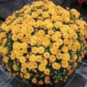 Crizanteme plantare în toamnă: sfaturi de profesioniști