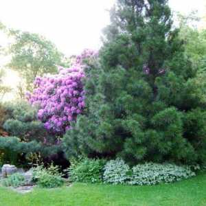 Plantarea pomilor de conifere în primăvară: recomandări