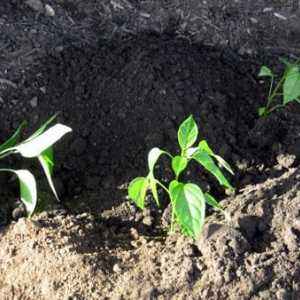 Plantarea piperului pe puieți: pregătirea semințelor, zile favorabile