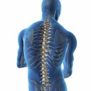 Vertebrele vertebrale și caracteristicile lor. Cate vertebre toracice la o persoană? Osteocondroza…