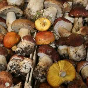 Reguli pentru colectarea de ciuperci. Reguli pentru colectarea de ciuperci pentru copii