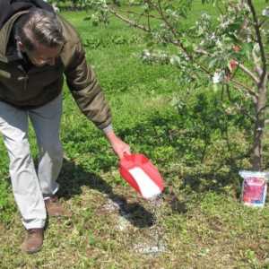 Hrănirea corectă a copacilor și arbuștilor în primăvară