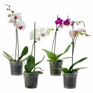 Îngrijirea adecvată pentru orhidee la domiciliu