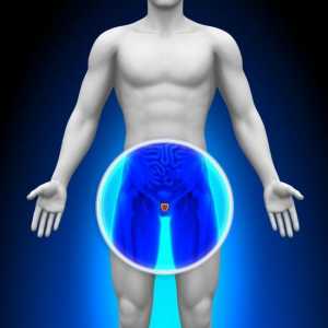 Glanda prostatică - ce este? Funcțiile prostatei