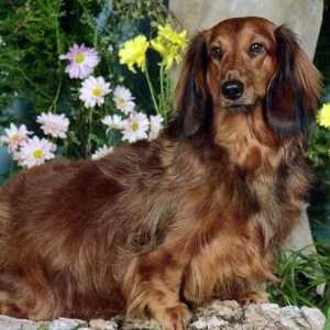 Un partener perfect și un excelent vânător: dachshund cu păr lung