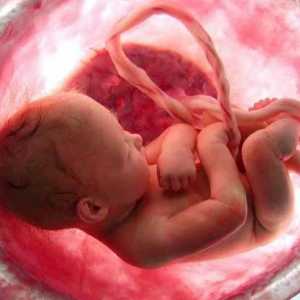 Perioade prenatale și postnatale de dezvoltare a copilului