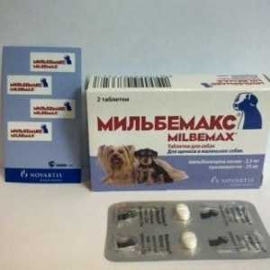 Medicamentul "Milbemax" pentru câini: tratamentul hemmintiazelor
