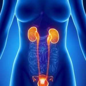 Cauze și simptome ale uretritei la femei