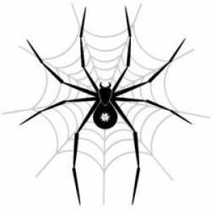 Ai visat de un păianjen mare? Cartea de vis va fi scrisă