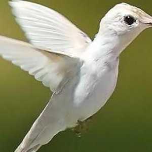 Adaptarea păsărilor la zbor: semne. Cum pasarile s-au adaptat la zbor