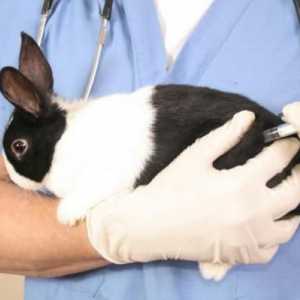 Vaccinări pentru iepuri din mixtomatoză și VGBC: când trebuie făcut, dozare. Vaccin asociat…