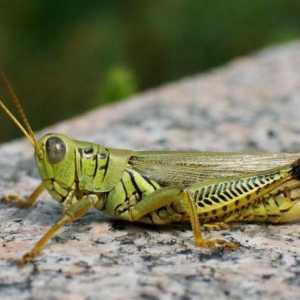 Injecte cu insecte: descriere, trăsături, specii și clasificare