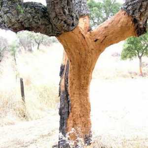 Cork copac: o viață unică a plantelor