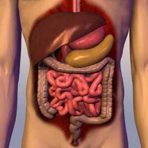 Procesul de digestie în corpul uman: prin timp