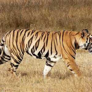 Speranța de viață a tigrilor în natură. Durata medie de viață a unui tigru