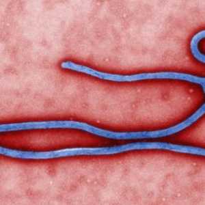 Prevenirea febrei Ebola. Febra febrei: simptome, tratament