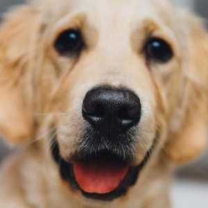 Prevenirea bolilor letale la câini: vaccinul "Eurican". Instrucțiuni de utilizare, efecte…